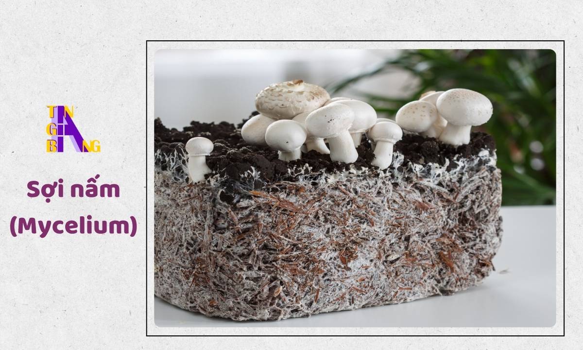 Sợi nấm (Mycelium)